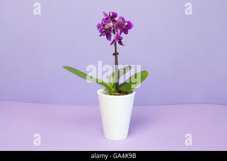 Mini impianto di orchidee in una pentola di bianco (isolato sul lilla). Foto Stock