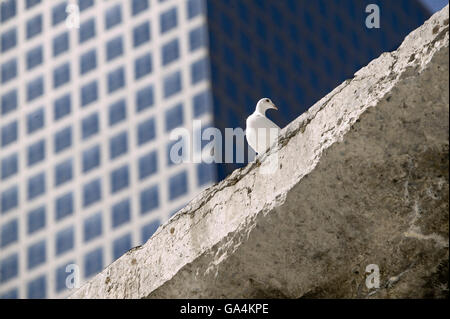 6 Settembre 2005 - New York City, NY - Colomba Bianca il rilascio alla cerimonia al Ground Zero si siede su una soletta di calcestruzzo. Foto Stock