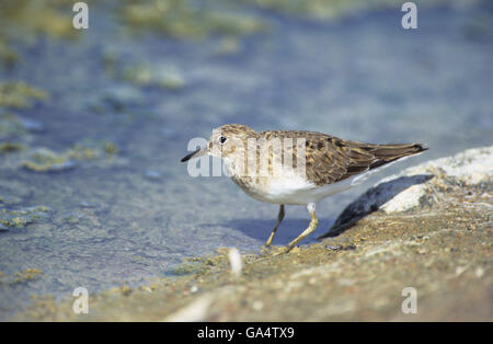 Di Temminck stint (Calidris temminckii) Saline Kalloni Lesvos Grecia Foto Stock