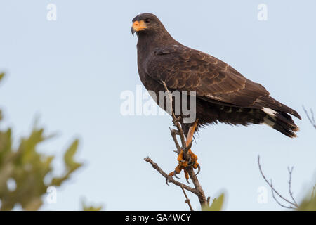 Cubano Falco nero appollaiato su un ramo in Zapata palude, una popolare area di birdwatching in Cuba Foto Stock