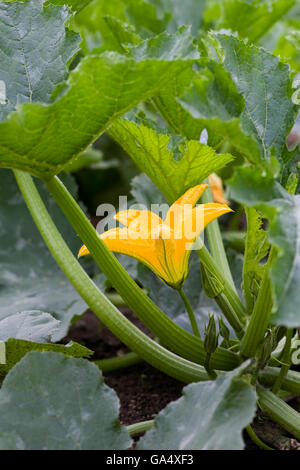 La Cucurbita pepo Pianta e fiore crescere all'aperto nel giardino vegetale. Foto Stock