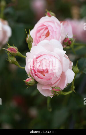 Rosa pallido rosa Fioritura in estate. Foto Stock