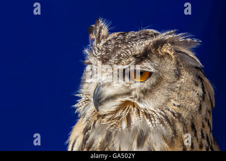 Gufo Reale (Bubalus bubalis), Stratford upon Avon. Foto Stock