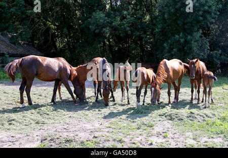 Thoroughbred gidran puledri e giumente pascolare tranquillo insieme a cavallo ranch estate Foto Stock
