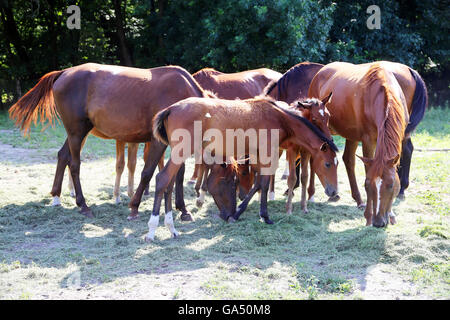 Thoroughbred gidran cavalli freschi mangiare erba falciata su un cavallo rurale farm quando il sole va giù Foto Stock