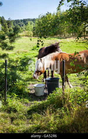 Cavalli al pascolo sul campo nel giorno di estate, molto verde, in Finlandia Foto Stock