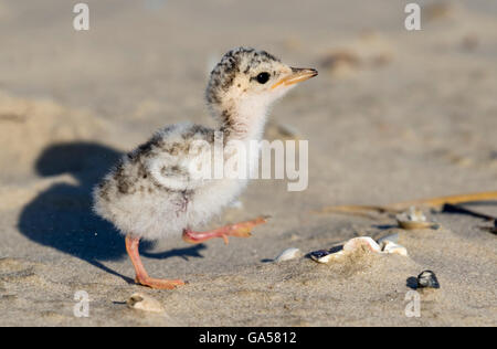 Pulcino di almeno tern (Sternula antillarum) all'Ocean Beach, a Galveston, Texas, Stati Uniti d'America. Foto Stock