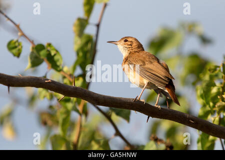 Asuncion in Paraguay. 3 Luglio, 2016. Un Rufous hornero (Furnarius rufus) bird sunbathes, appollaiato su purple bougainvillea o "Santa Rita" vitigno ornamentali ramo spinoso, è visto durante la giornata di sole in Asuncion in Paraguay. Credito: Andre M. Chang/ARDUOPRESS/Alamy Live News Foto Stock