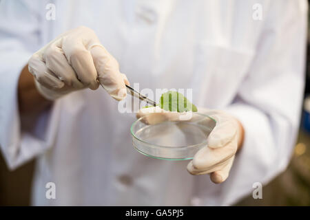 Scienziato foglia di contenimento con pinzette Foto Stock