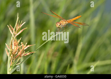 Dragonfly appollaiato su un prato verde foglie Foto Stock