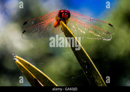 Libellula rossa su una lama di erba. Ali stese. Foto Stock