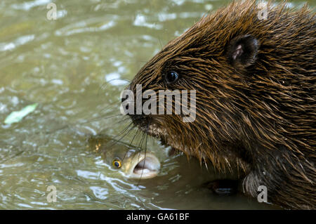Castoro europeo e cavedani, Rosenheim, Baviera, Germania, Europa / (Castor fiber), (Squalius cefalo) Foto Stock