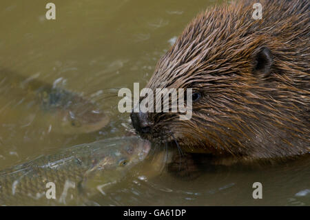 Castoro europeo e cavedani, Rosenheim, Baviera, Germania, Europa / (Castor fiber), (Squalius cefalo) Foto Stock