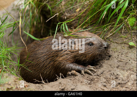 Castoro europeo, Rosenheim, Baviera, Germania, Europa / (Castor fiber) Foto Stock