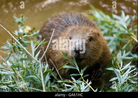 Castoro europeo, Rosenheim, Baviera, Germania, Europa / (Castor fiber) Foto Stock