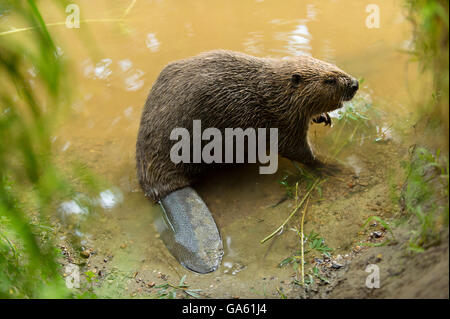 Castoro europeo, Rosenheim, Baviera, Germania, Europa / (Castor fiber) Foto Stock