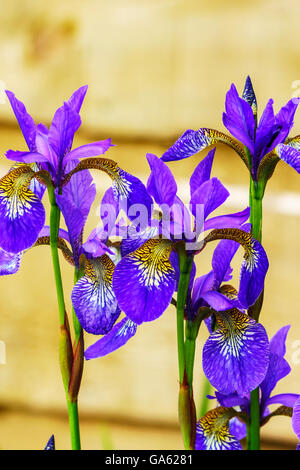 Tall blue iride fiori in un giardino di close-up. Foto Stock