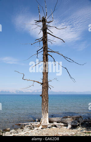 Un morto e albero da solo nei pressi del lago Hovsgol in Mongolia Foto Stock