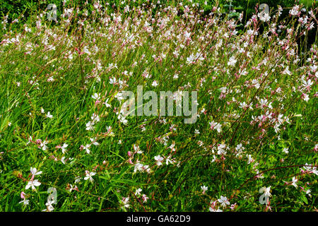 Piccoli fiori di colore rosa Gaura lindheimeri 'Sparkle bianco" in un giardino. Foto Stock