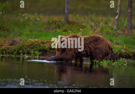 Un giovane orso bruno la pesca in un lago nel nord della Finlandia. Foto Stock