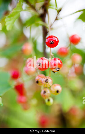 Crescente di ribes rosso nel giardino di casa Foto Stock