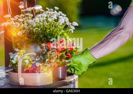 Avendo cura di fiori da giardino. Giardinieri mettendo mano nuovi fiori nel suo giardino preferito spot. Foto Stock