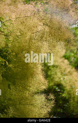 Fumo boccola albero Rhus Cotinus coggygria smoketree europea blooming Foto Stock