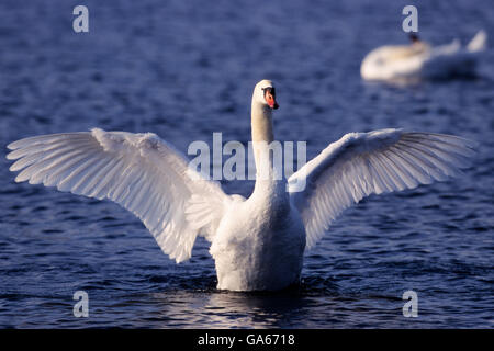 Cigno (Cycnus olor) con ali aperte a un lago - Monaco di Baviera/Germania Foto Stock