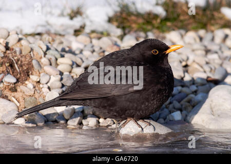 Merlo comune (Turdus merula) maschio proviene da bere a un flusso congelato - Bavaria/Germania Foto Stock