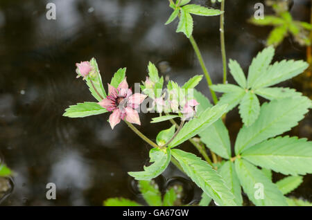 [Comarum palustre] Marsh cinquefoil, Purple Marshlocks, palude Cinquefoil. Norfolk, Regno Unito Giugno Foto Stock