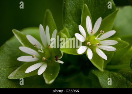 Maggiore stitchwort, maggiore chickweed (Stellaria neglecta) Foto Stock