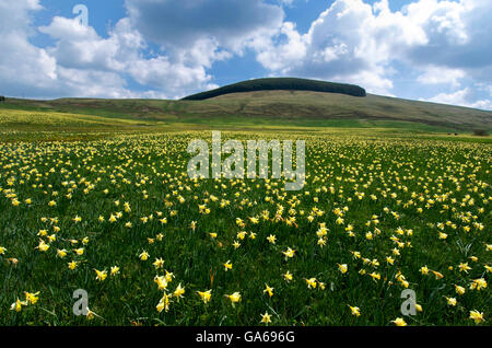 Campo di narcisi in Cezallier, Auvergne Francia, Europa Foto Stock