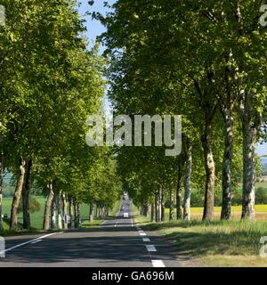 Viale di platani, Francia, Europa Foto Stock