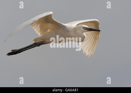 Reddish garzetta (Egretta rufescens) bianco morph battenti sulla spiaggia, penisola di Bolivar, Texas, Stati Uniti d'America Foto Stock