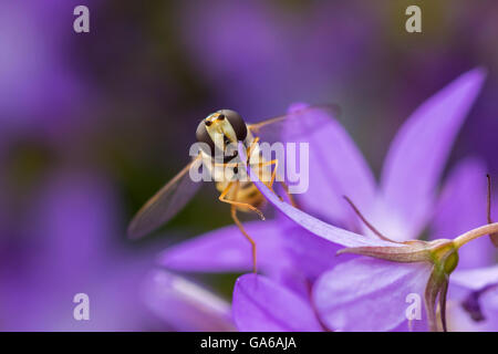 La marmellata di arance hoverfly, Episyrphus balteatus, nettare di alimentazione su un imporpori fiore campanula Campanula. La marmellata di arance hoverfly può essere te Foto Stock