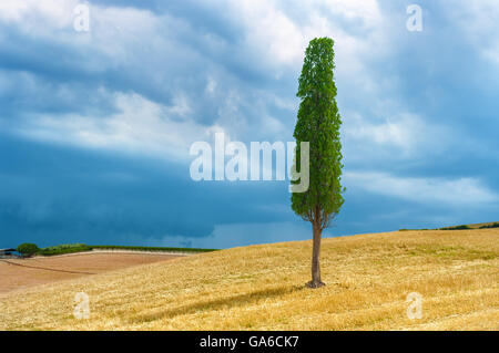 Lonely cipresso sulla sommità della collina , Toscana Italia. Foto Stock