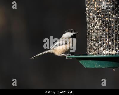 Nero-capped Luisa visitando un seme alimentatore. Foto Stock