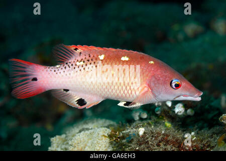 Diana's Hogfish, noto anche come Diana's Pigfish, Bodianus Diana. Tulamben, Bali, Indonesia. Mare di Bali, Oceano Indiano Foto Stock