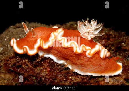 Nudibranch, Glossodoris rufomarginata, comunemente chiamato bianco-margine di lumache di mare o di caramello nudibranch. Foto Stock