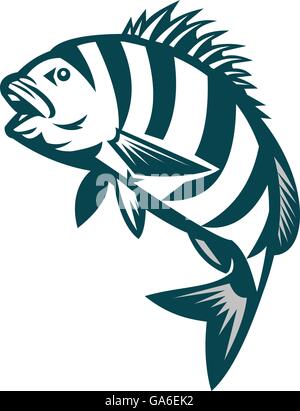 Illustrazione di un sheepshead (Archosargus probatocephalus) pesci marini il salto impostato su isolato sfondo bianco fatto in stile retrò. Illustrazione Vettoriale