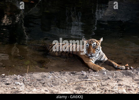 L'immagine della tigre ( Panthera tigris ) T39, Noor fu preso in Ranthambore, India Foto Stock