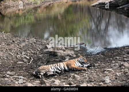 L'immagine della tigre ( Panthera tigris ) T39, Noor fu preso in Ranthambore, India Foto Stock