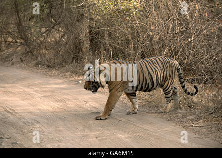 L'immagine della tigre ( Panthera tigris ) T57 è stato preso in Ranthambore, India Foto Stock