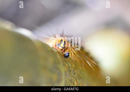 Caterpillar su un albero in un giardino di Londra REGNO UNITO Foto Stock