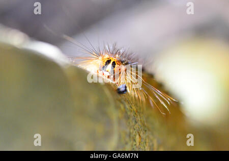 Caterpillar su un albero in un giardino di Londra REGNO UNITO Foto Stock