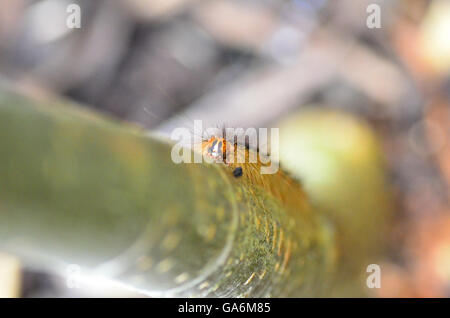 Caterpillar su un albero in un giardino di Londra REGNO UNITO Foto Stock