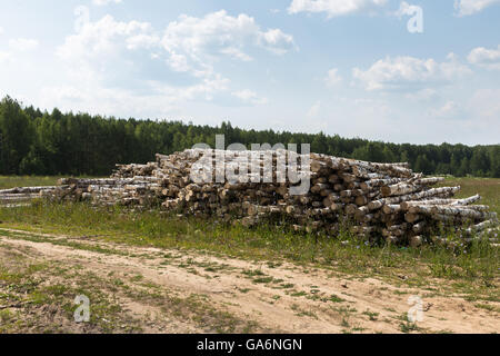 White betulla heap dei registri Foto Stock