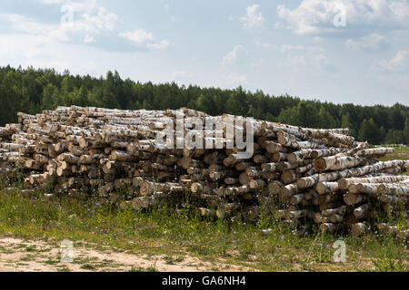 White betulla heap dei registri Foto Stock