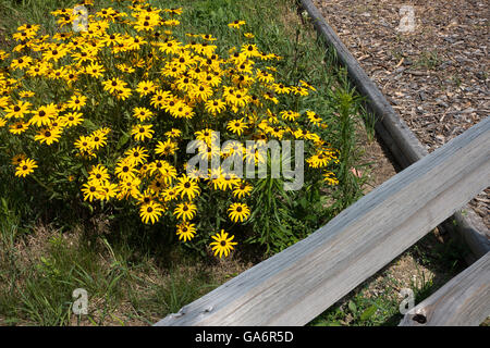 Wild Black Eyed Susan circondato da recinzione di legno Foto Stock