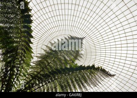 Grandi foglie di felce che mostra contro il palazzo di kibble tetto di vetro Foto Stock